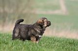 DOGUE DU TIBET 293